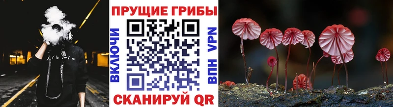 где можно купить   Алексеевка  Псилоцибиновые грибы Magic Shrooms 